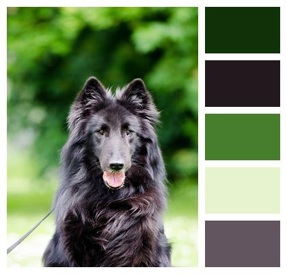 Belgian Shepherd Dog Groendendael Long Hair Image